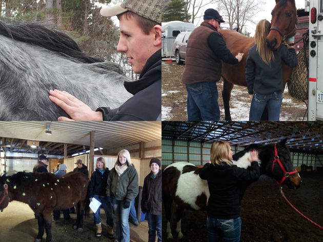 horse massage classes